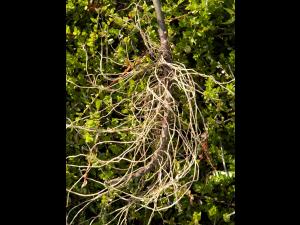 Eupatoire maculée (Eutrochium maculatum var. maculatum)_7