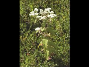 Eupatoire perfoliée (Eupatorium perfoliatum)_1
