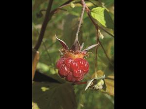 Framboisier rouge (Rubus idaeus)_5