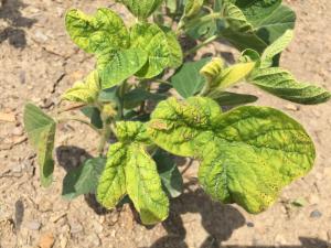 Soya - mésotrione (27)_1