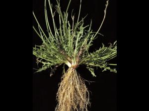 Liondent automne (Leontodon autumnalis)_2