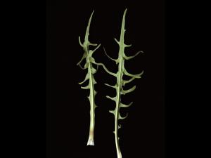 Liondent automne (Leontodon autumnalis)_6