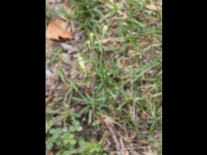 Liondent automne (Leontodon autumnalis)_9