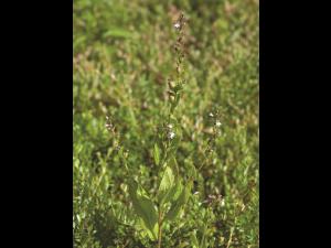 Lobélie gonflée (Lobelia inflata)_1