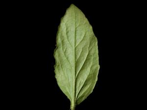 Lobélie gonflée (Lobelia inflata)_7