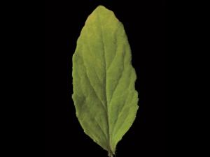 Lobélie gonflée (Lobelia inflata)_8