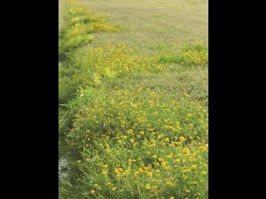 Lotier corniculé (Lotus corniculatus)_2