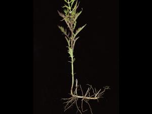 Lycope Amérique (Lycopus americanus)_2