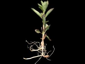 Lysimaque terrestre (Lysimachia terrestris)_5