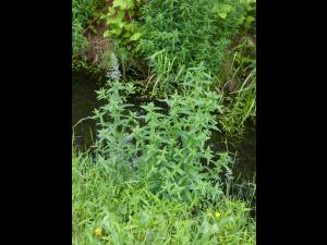 Salicaire commune (Lythrum salicaria)_8