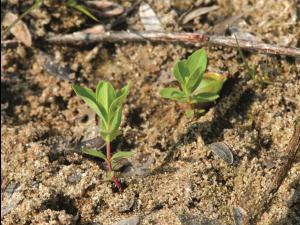 Millepertuis elliptique (Hypericum ellipticum)_9