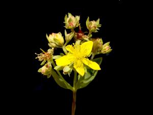 Millepertuis elliptique (Hypericum ellipticum)_11