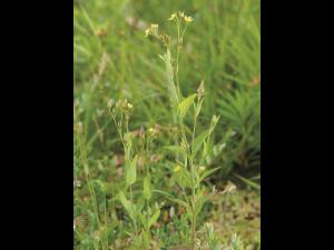 Millepertuis majeur (Hypericum majus)_1