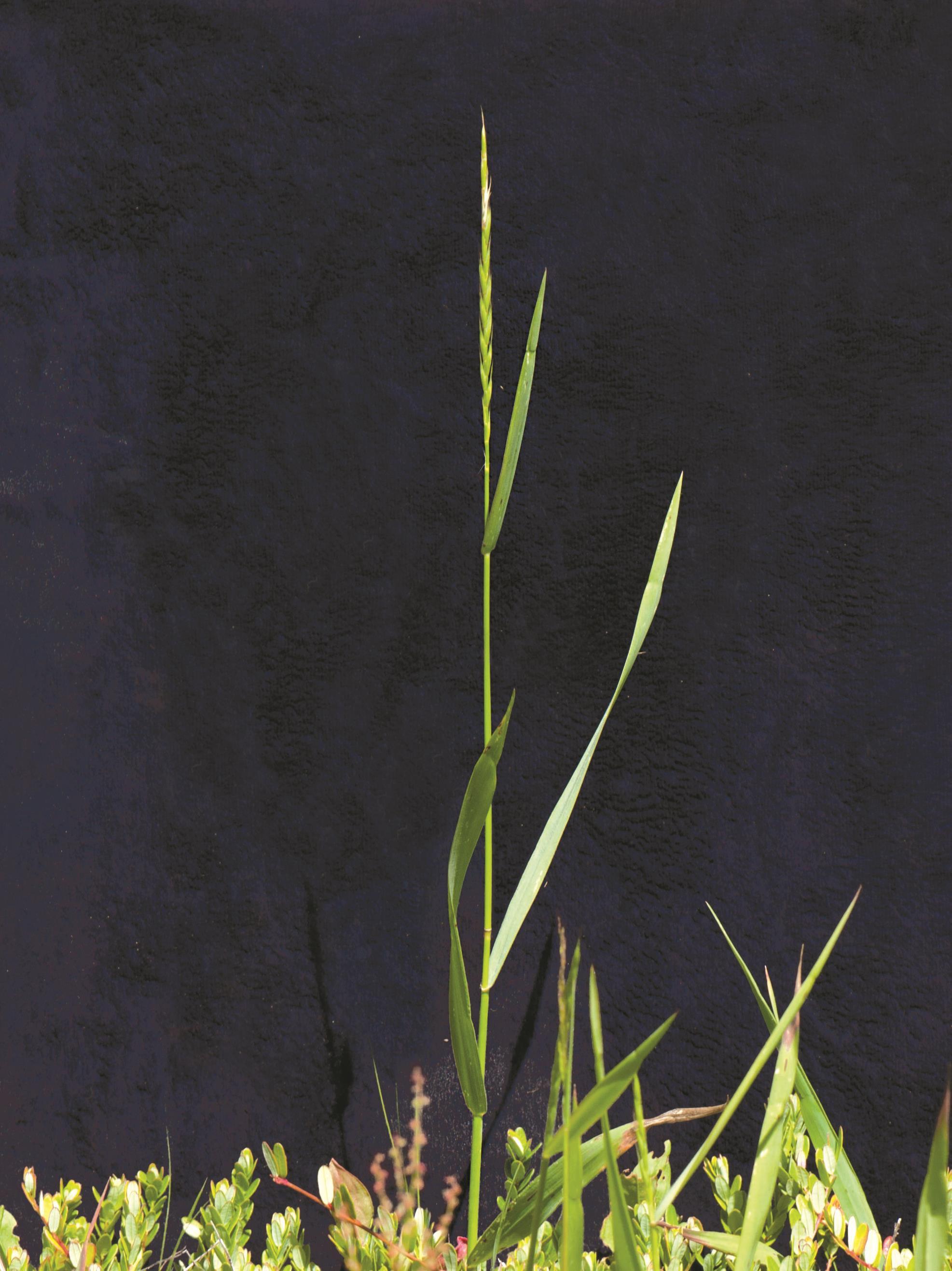 Chiendent(Elymus repens)_10