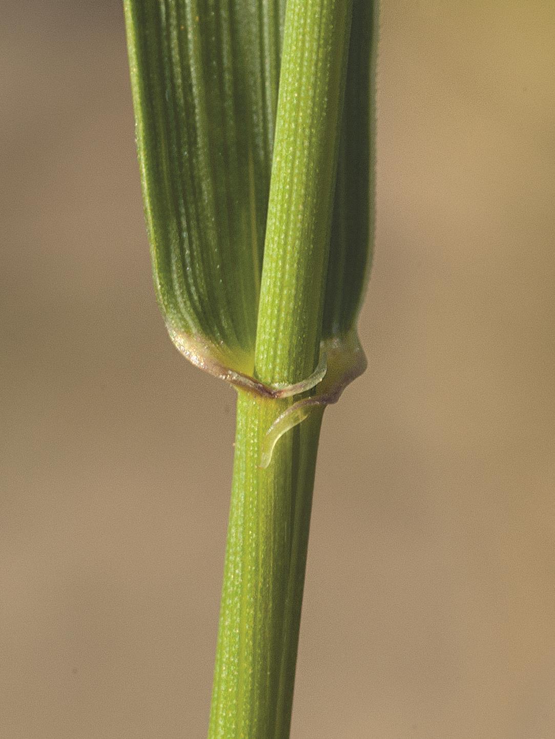 Chiendent(Elymus repens)_11