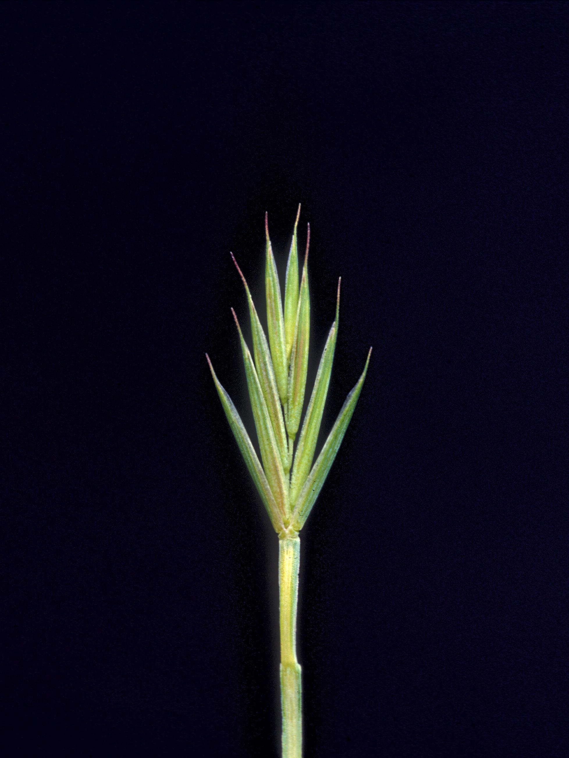 Chiendent(Elymus repens)_16