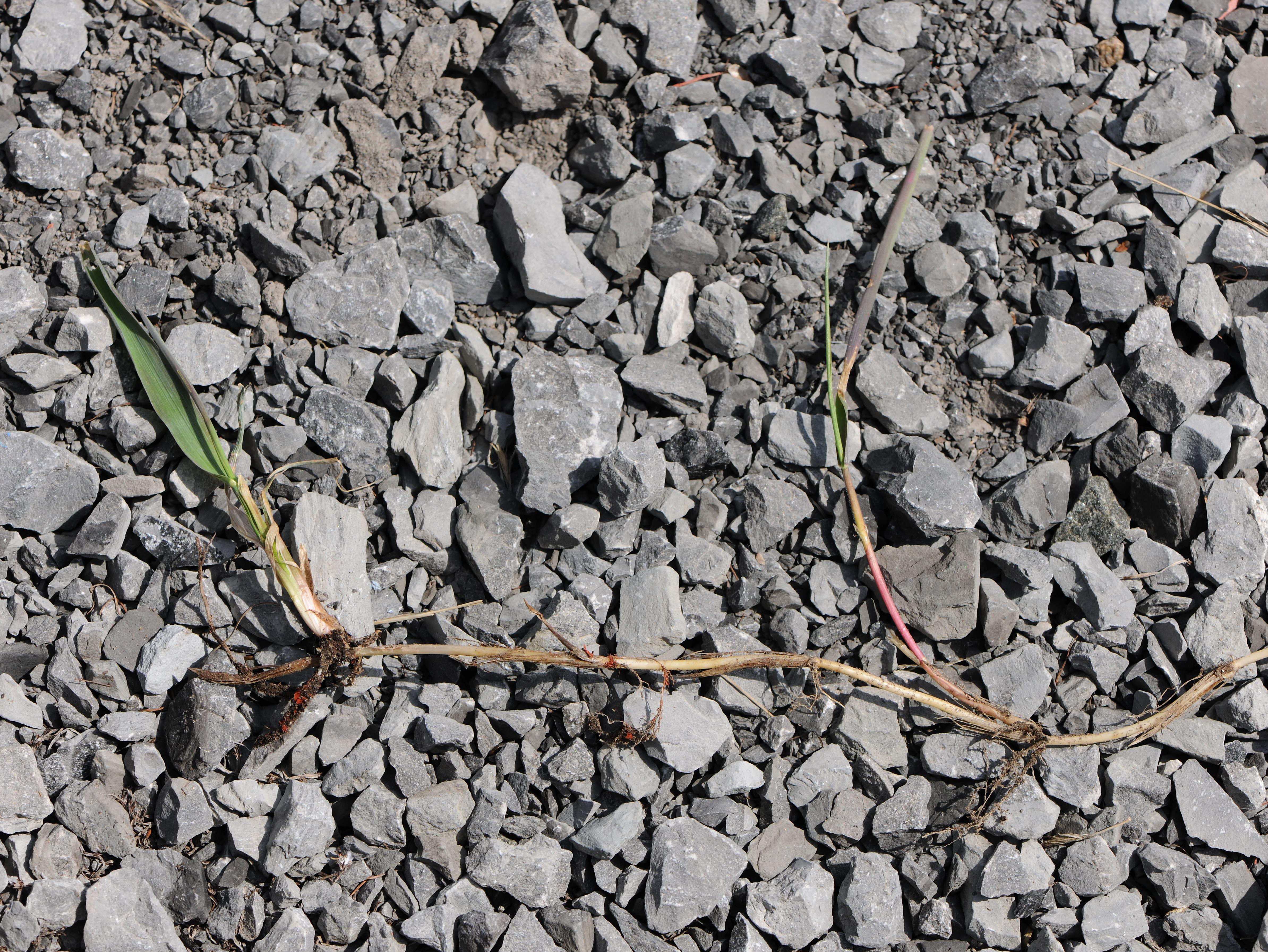 Chiendent(Elymus repens)_18