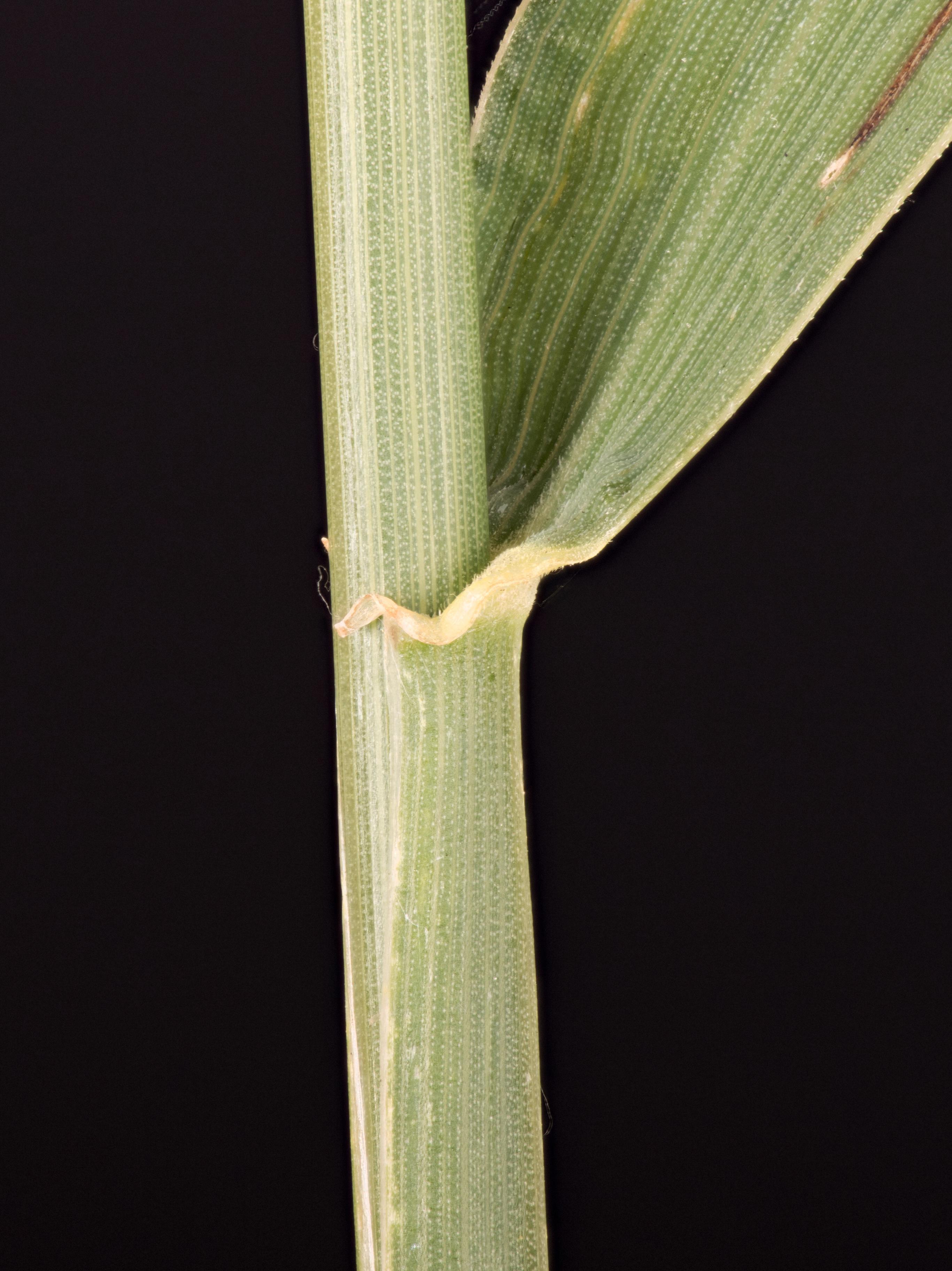 Chiendent(Elymus repens)_20