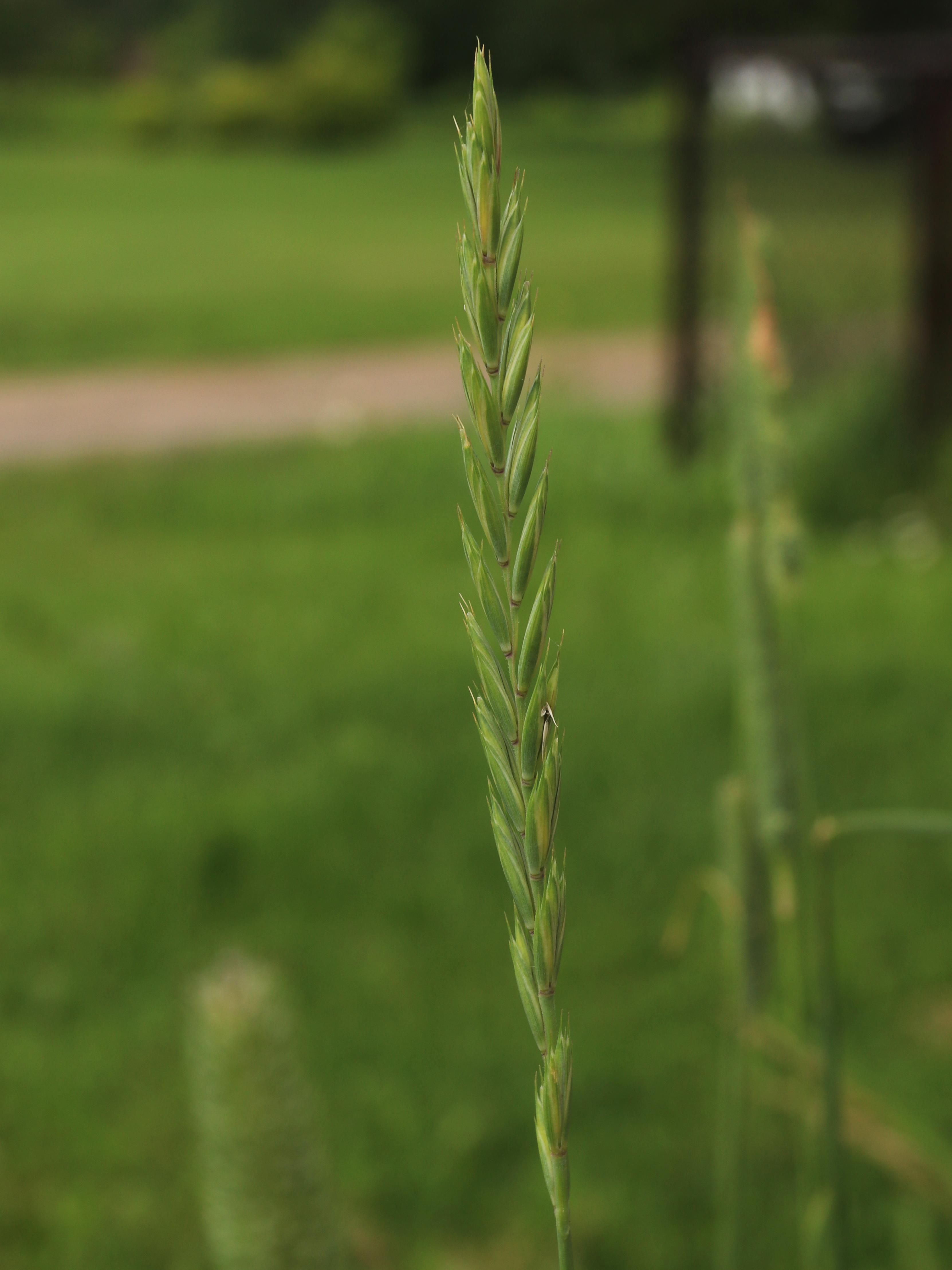 Chiendent(Elymus repens)_21