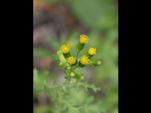 Seneçon vulgaire (Senecio vulgaris)_10