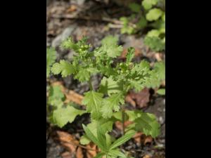Seneçon vulgaire (Senecio vulgaris)_11