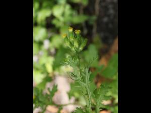 Seneçon vulgaire (Senecio vulgaris)_19
