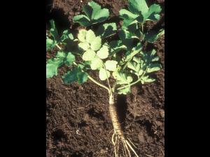 Panais sauvage (Pastinaca sativa)_3