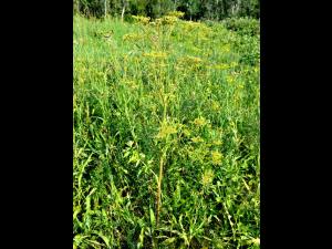 Panais sauvage (Pastinaca sativa)_7