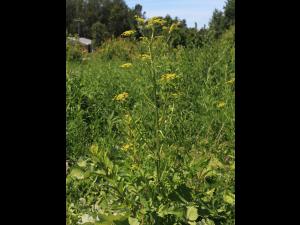 Panais sauvage (Pastinaca sativa)_13