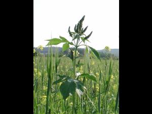 Grande herbe à poux (Ambrosia trifida)_2