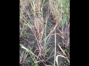 Seigle d'automne - glyphosate (9)_3