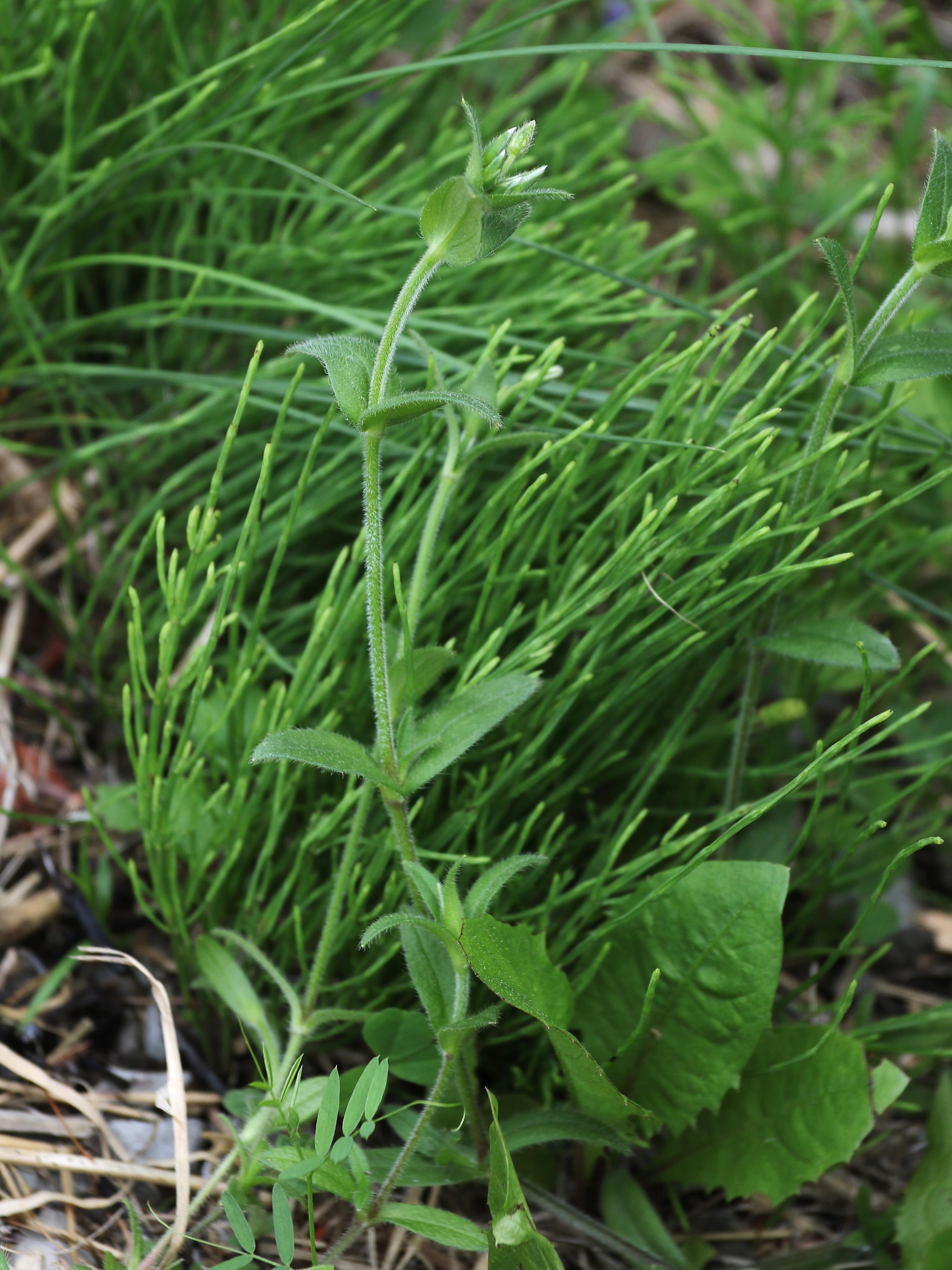 Céraiste vulgaire(Cerastium fontanum)_13