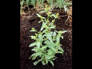 Rorippe marais (Rorippa palustris)_4