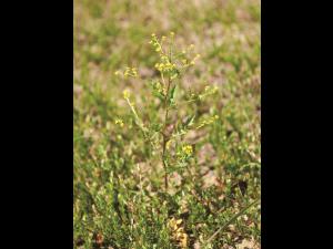 Rorippe marais (Rorippa palustris)_6