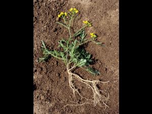 Rorippe sylvestre (Rorippa sylvestris)_1