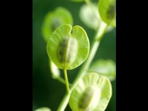 Tabouret des champs (Thlaspi arvense)_6
