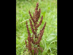 Patience crépue (Rumex crispus)_9