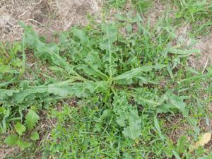 Patience crépue (Rumex crispus)_11