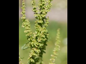 Patience crépue (Rumex crispus)_12