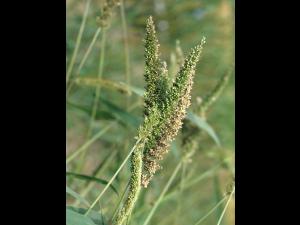 Sétaire verticillée (Setaria verticillata)_1