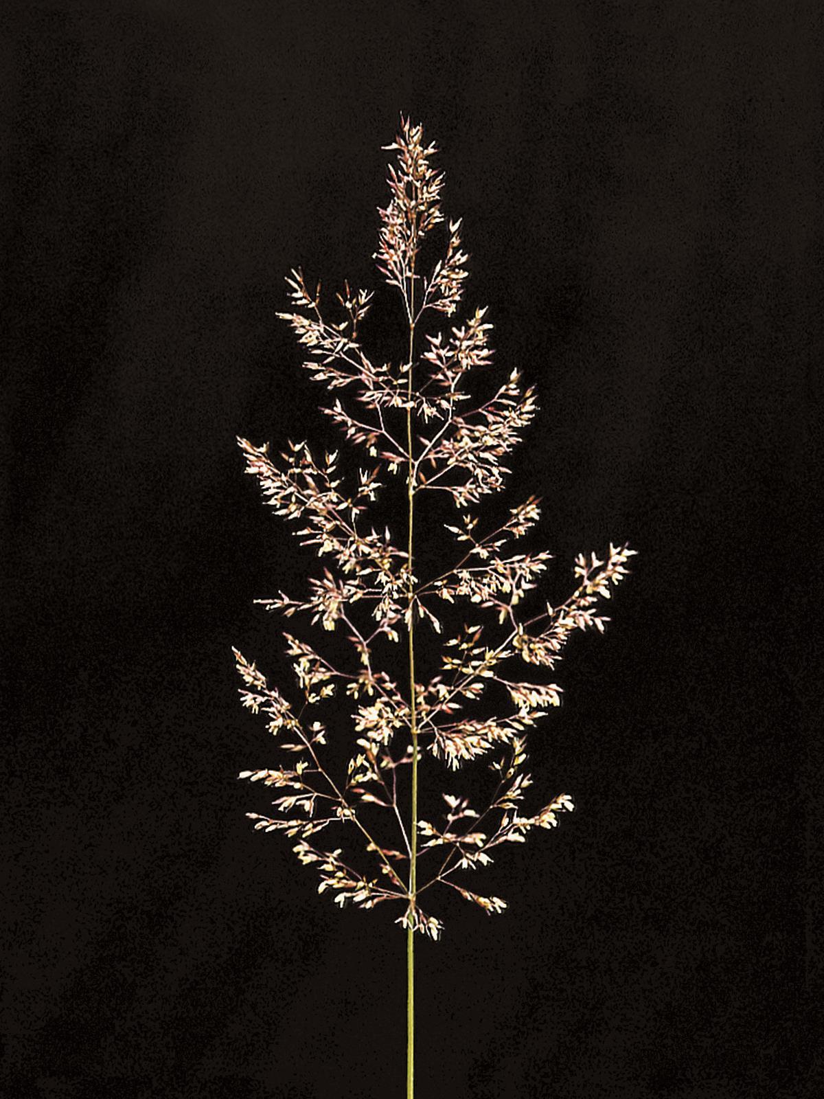 Agrostide blanche(Agrostis gigantea)_6