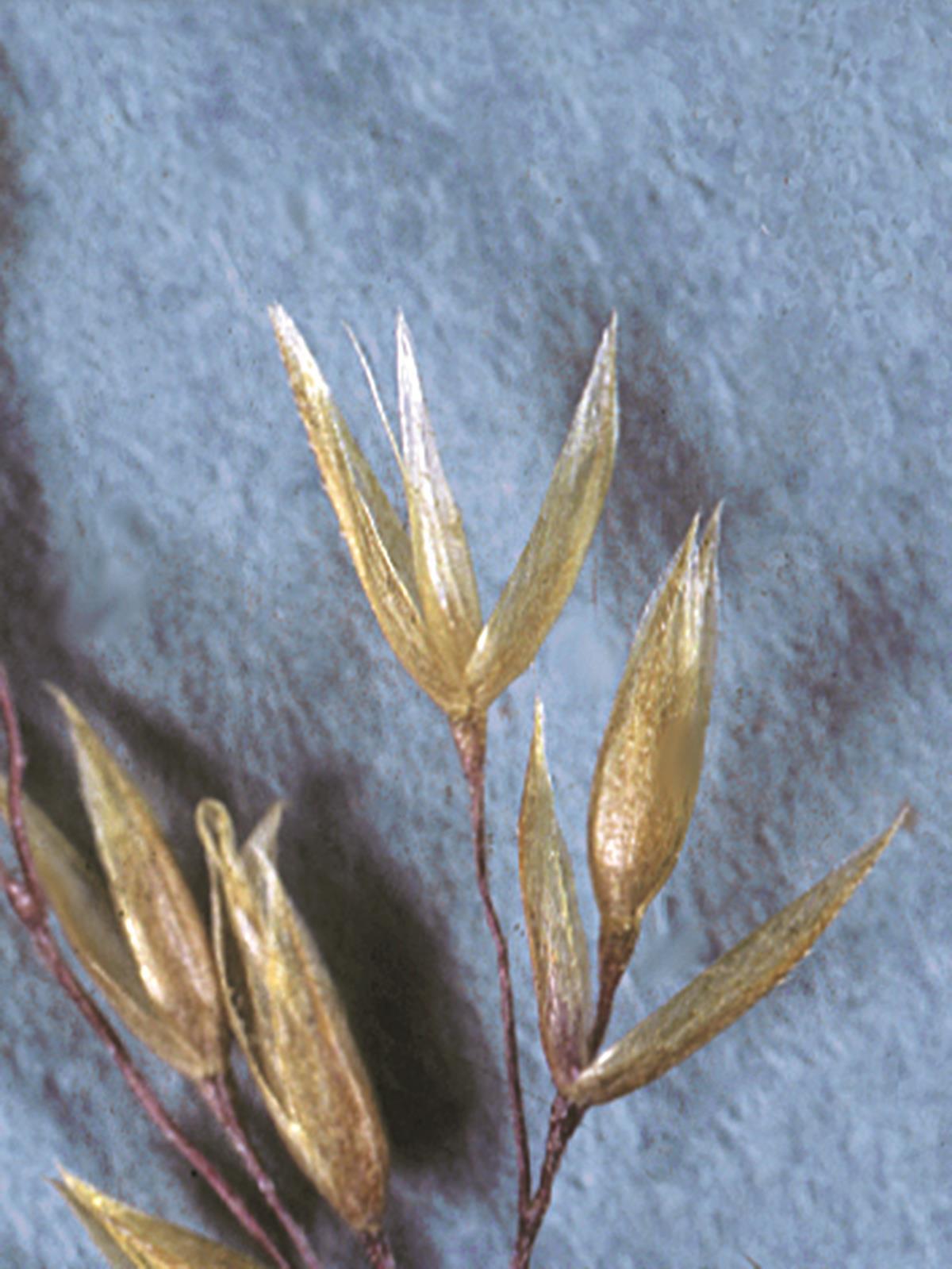 Agrostide blanche(Agrostis gigantea)_8