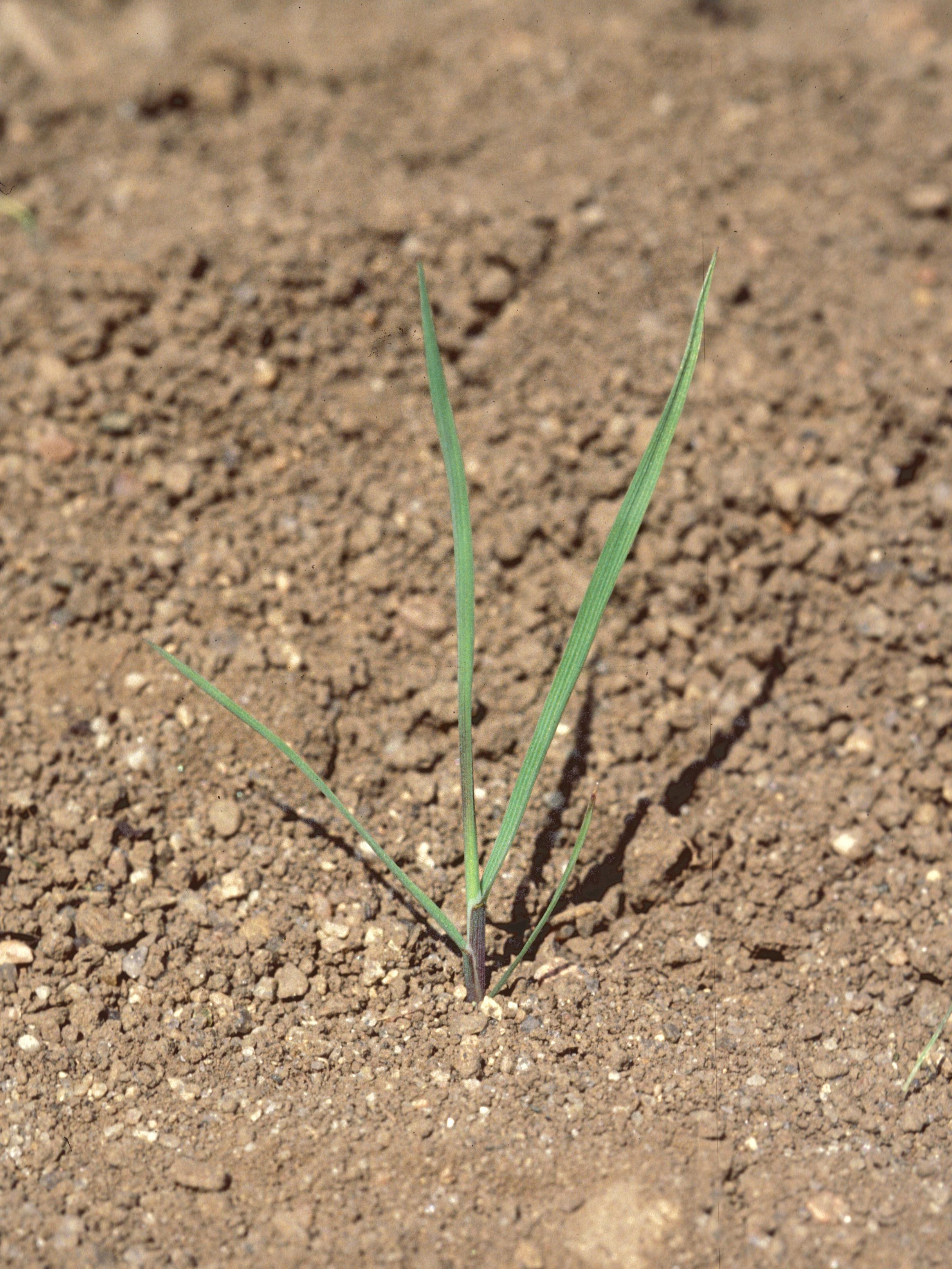 Agrostide blanche(Agrostis gigantea)_14