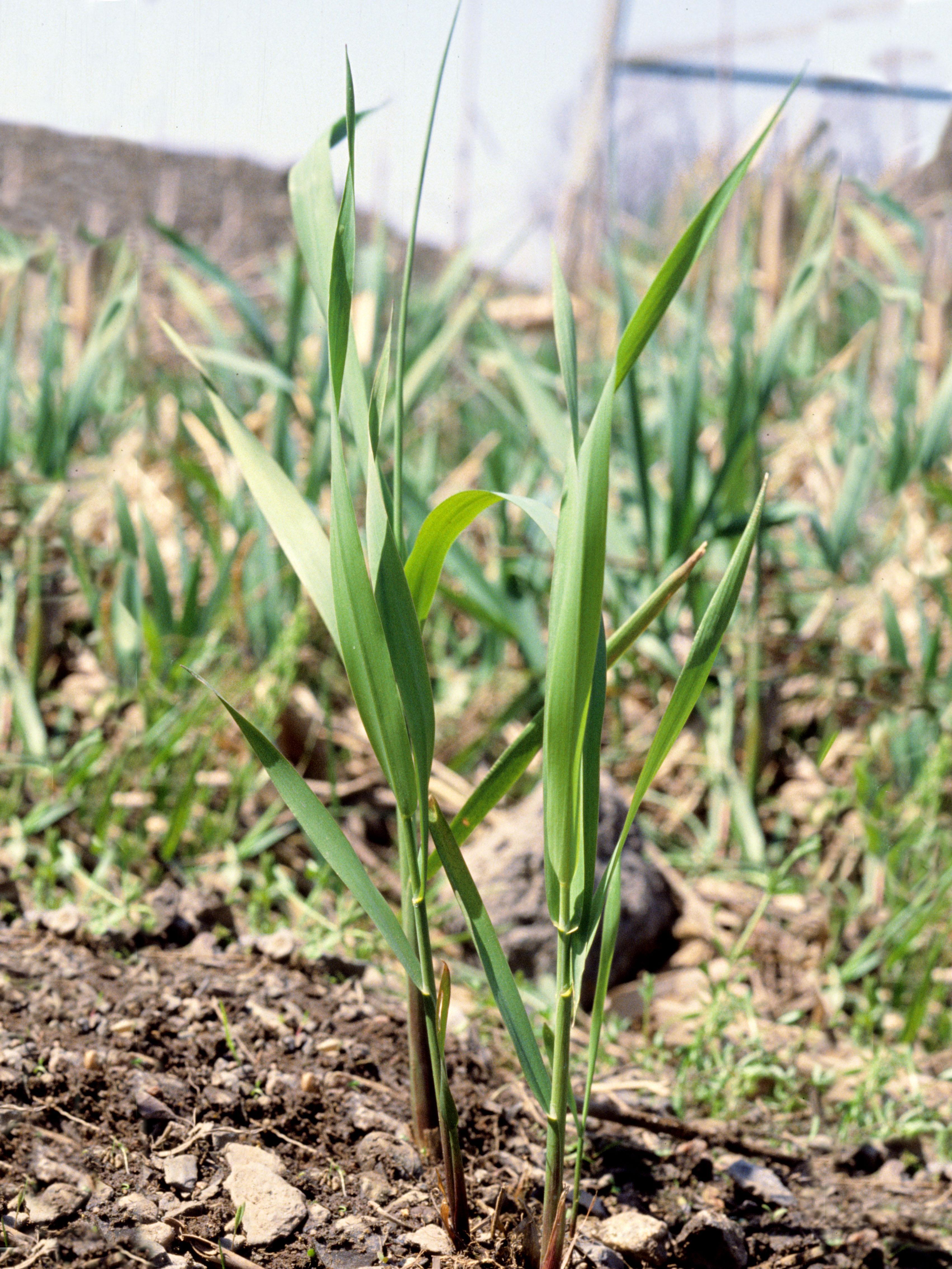 Alpiste roseau(Phalaris arundinacea)_2