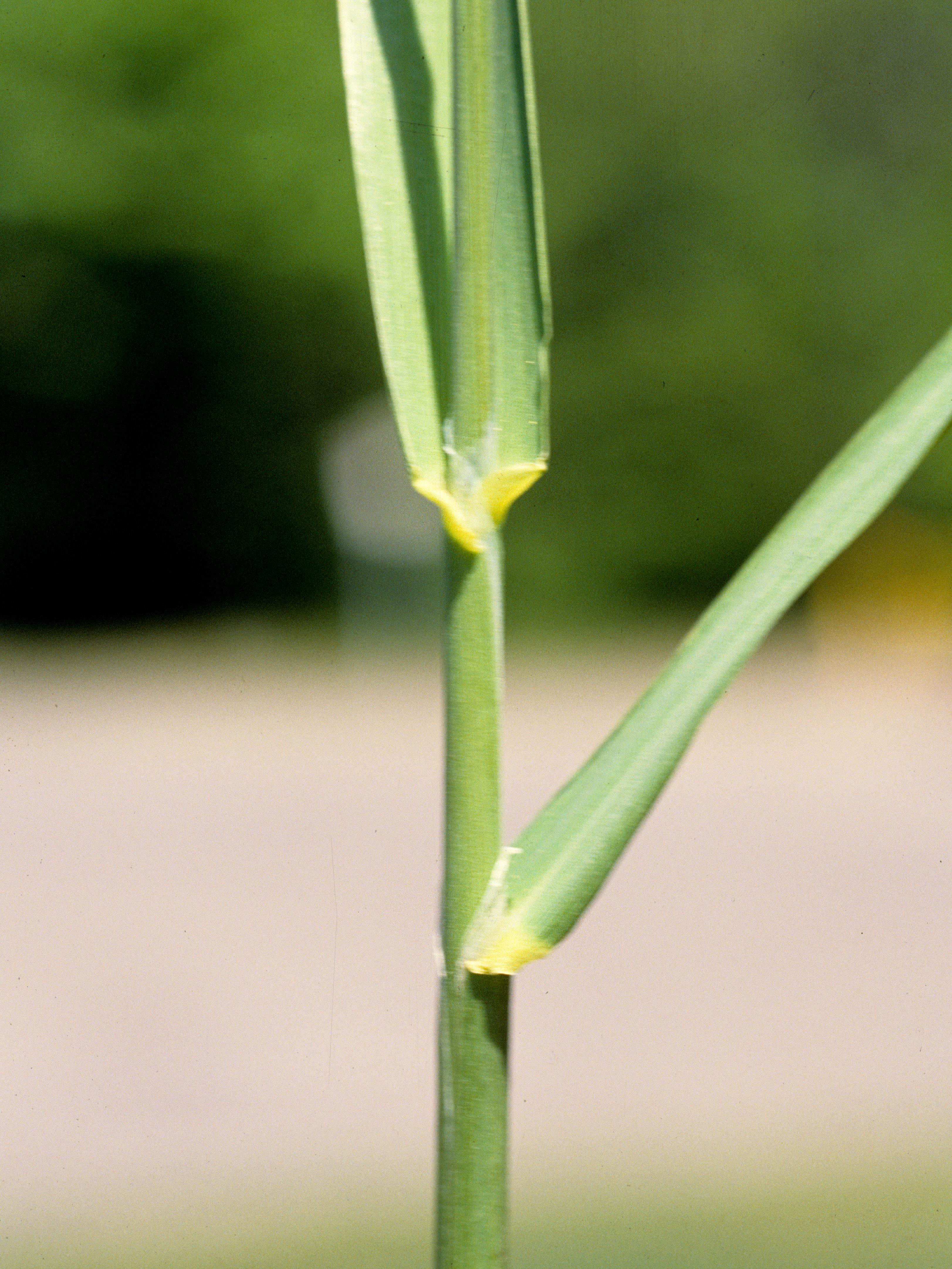 Alpiste roseau(Phalaris arundinacea)_5