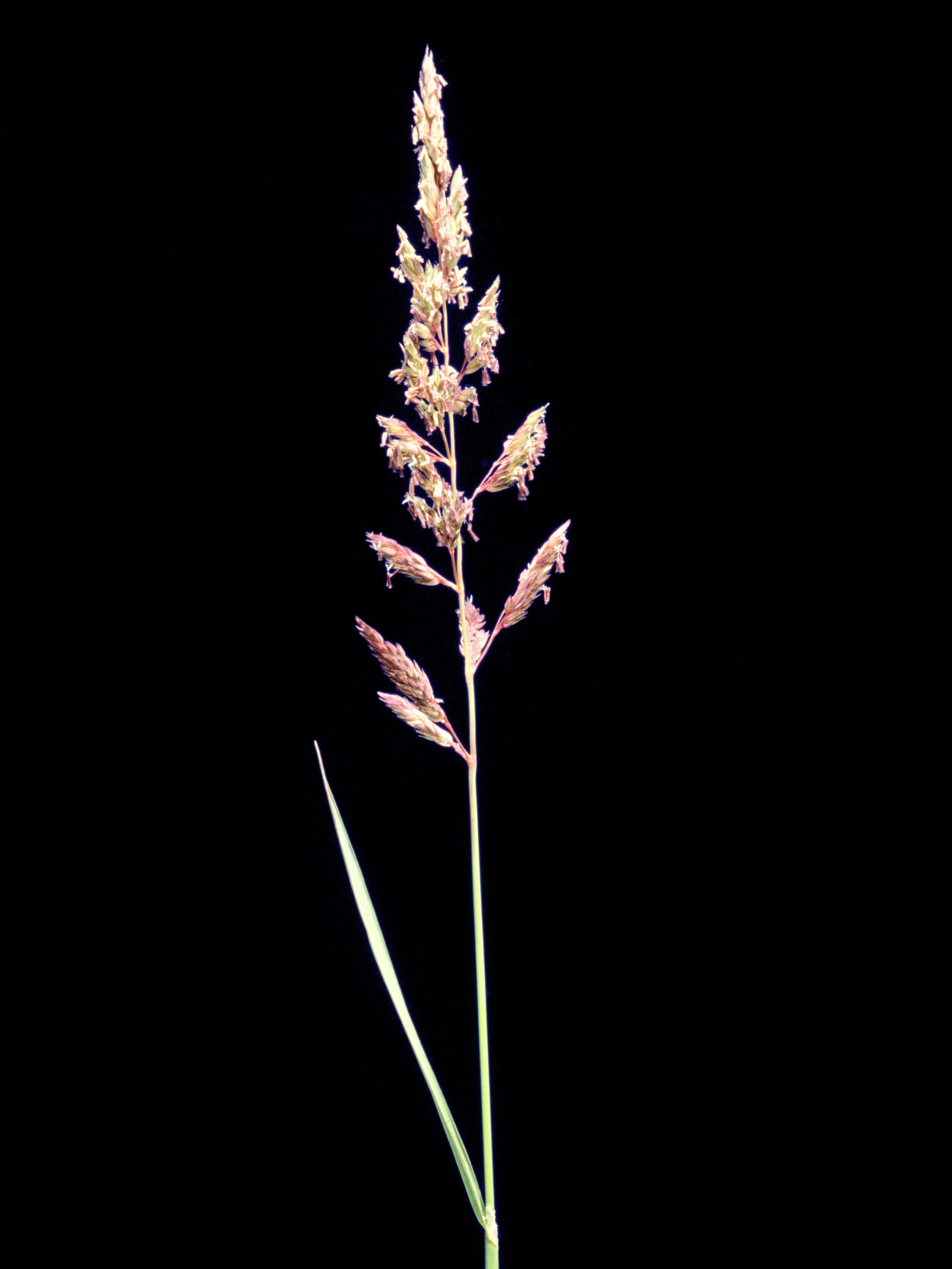 Alpiste roseau(Phalaris arundinacea)_6