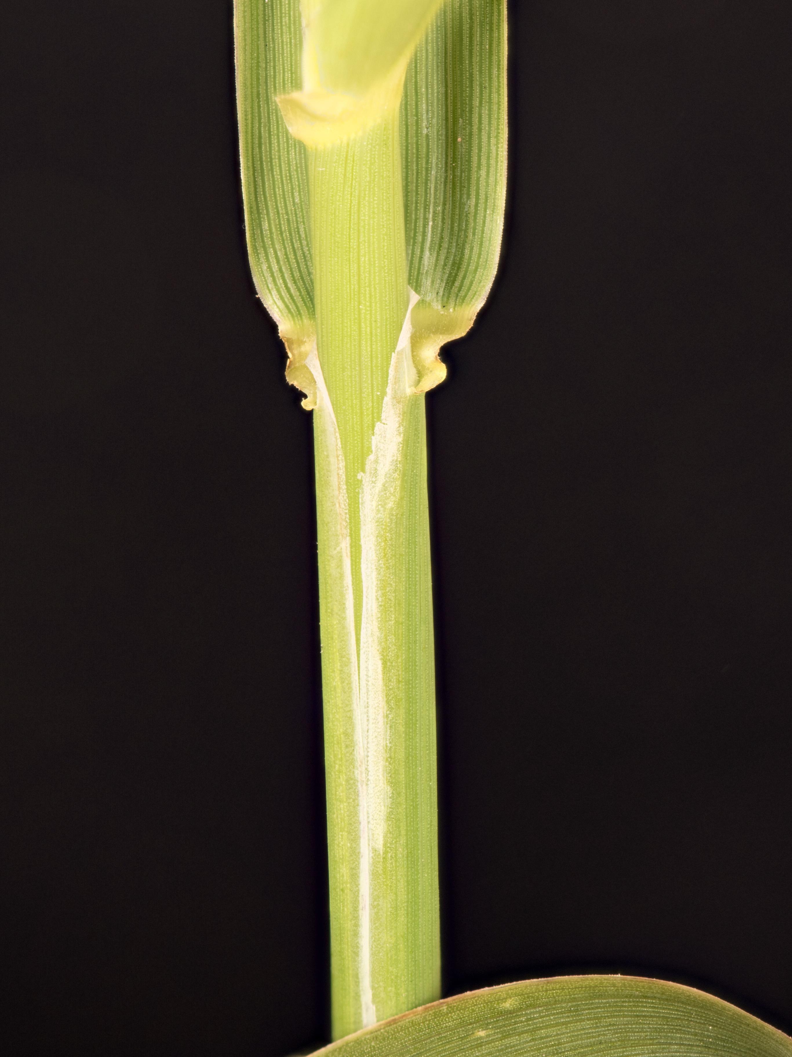 Alpiste roseau(Phalaris arundinacea)_9