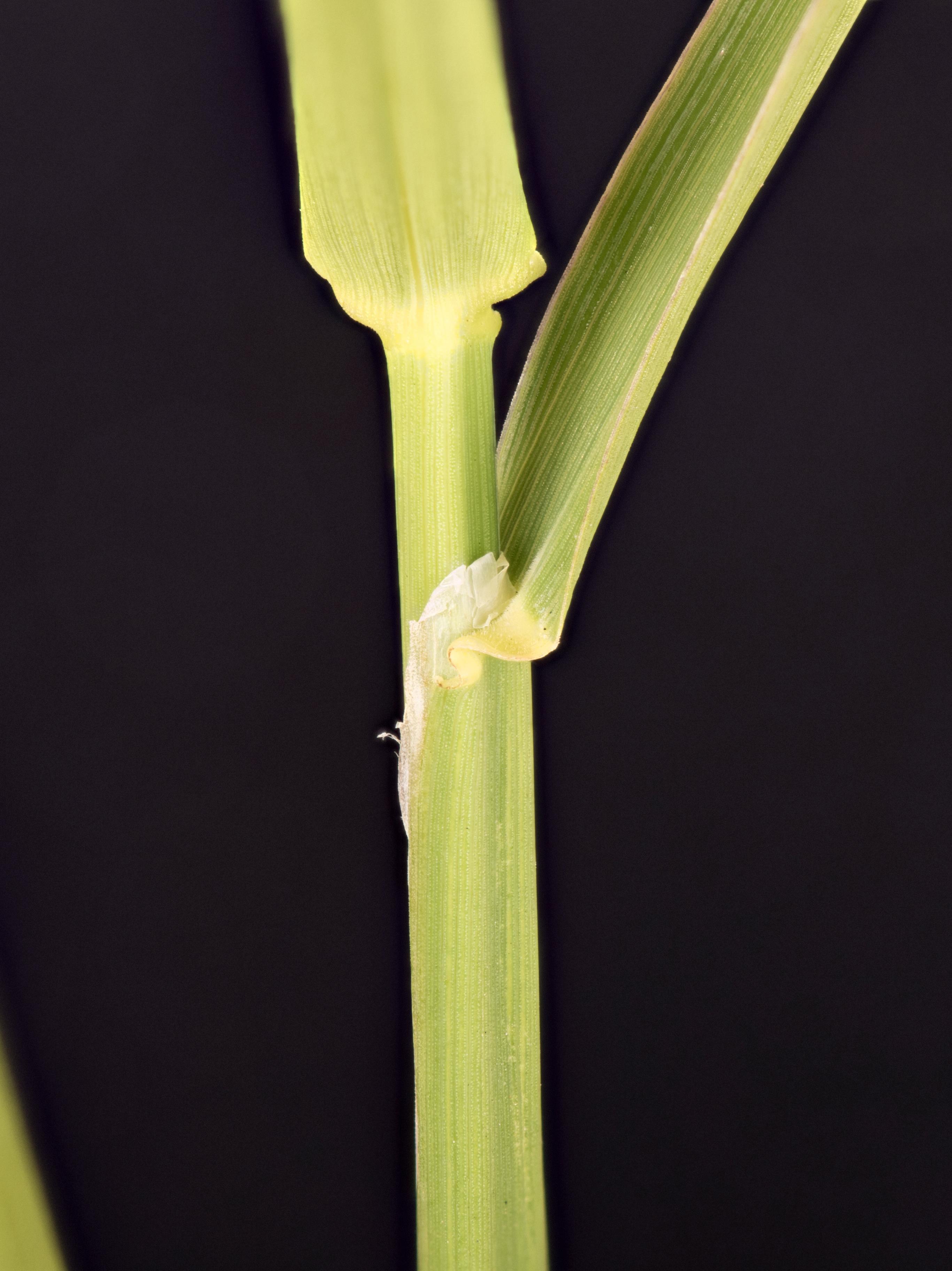 Alpiste roseau(Phalaris arundinacea)_10