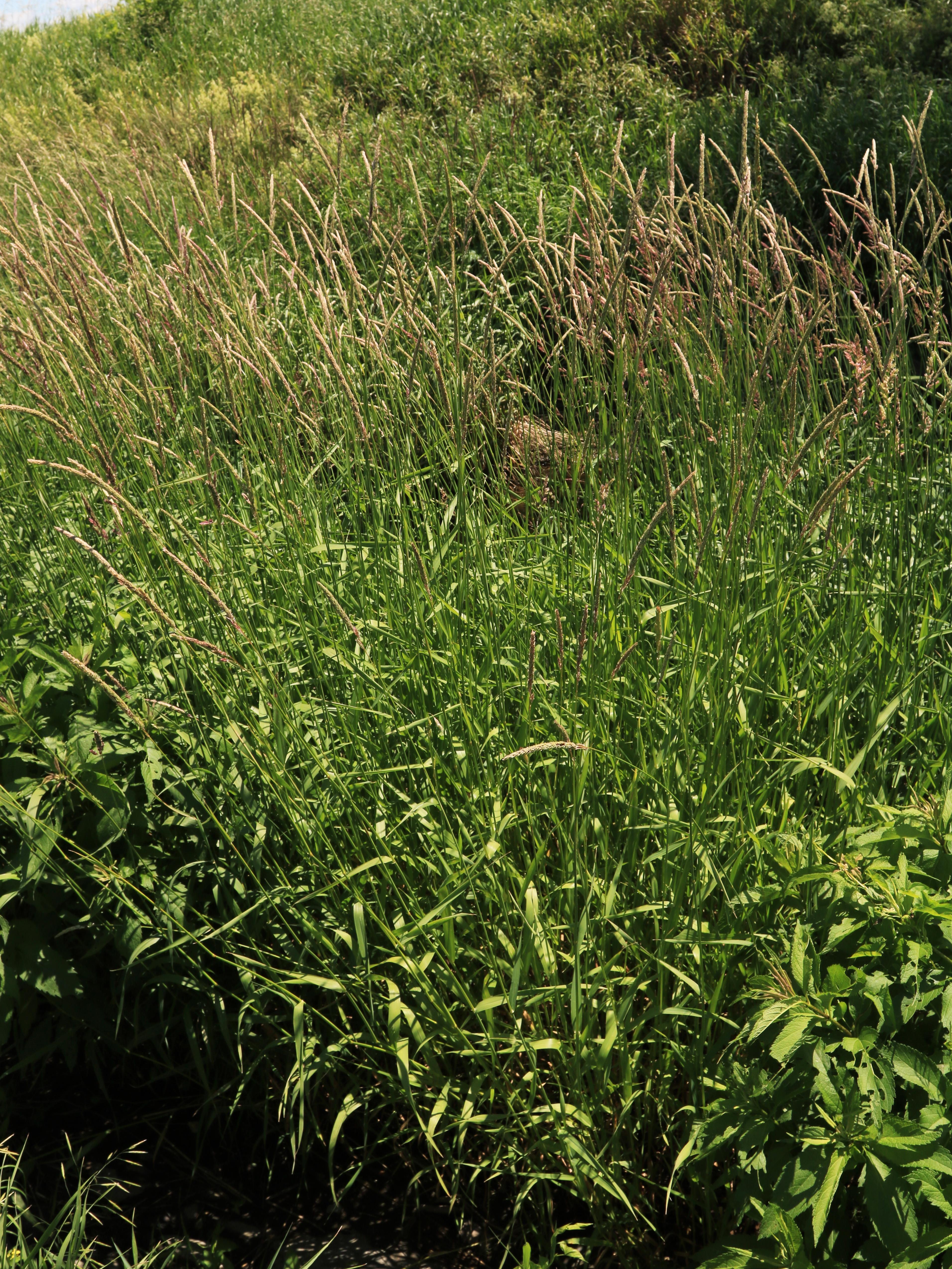 Alpiste roseau(Phalaris arundinacea)_11