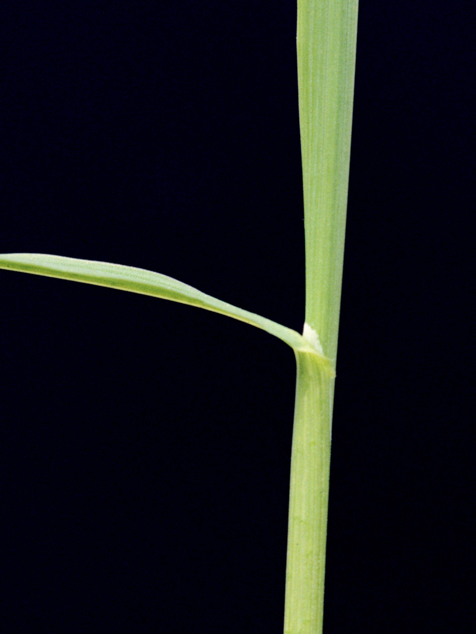 Brome inerme(Bromus inermis)_4